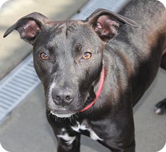 Labrador Retriever Mix Dog for Sale in Grants Pass, Oregon - Tabytha Labrador Retriever Mix Dog for Sale in Grants Pass, Oregon - Tabytha