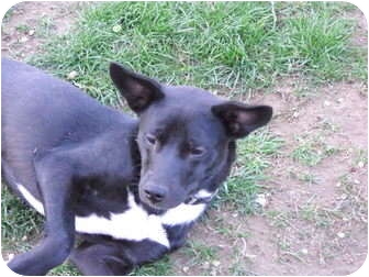 Terrier (Unknown Type, Small)/Miniature Pinscher Mix Dog for Sale in Canton, Ohio - Shila Terrier (Unknown Type, Small)/Miniature Pinscher Mix Dog for Sale in Canton, Ohio - Shila