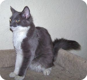 Domestic Mediumhair Cat for Sale in Colorado Springs, Colorado - K-Quail6-Cavalli Domestic Mediumhair Cat for Sale in Colorado Springs, Colorado - K-Quail6-Cavalli