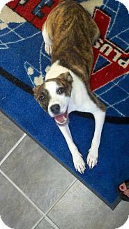 Parson Russell Terrier/Bulldog Mix Dog for Sale in Shirley, New York - APRIL Parson Russell Terrier/Bulldog Mix Dog for Sale in Shirley, New York - APRIL