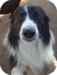 Border Collie Mix Dog for Sale in Manchester, Connecticut - bonsai ADOPTION PENDING Border Collie Mix Dog for Sale in Manchester, Connecticut - bonsai ADOPTION PENDING