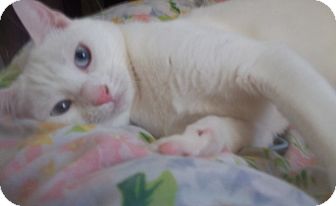 Domestic Shorthair Cat for Sale in Whitestone, New York - ELLA VANILLA Domestic Shorthair Cat for Sale in Whitestone, New York - ELLA VANILLA