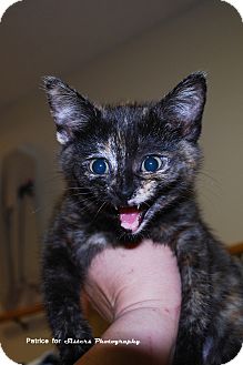 Domestic Shorthair Kitten for Sale in Lincoln, Nebraska - Poppy Domestic Shorthair Kitten for Sale in Lincoln, Nebraska - Poppy