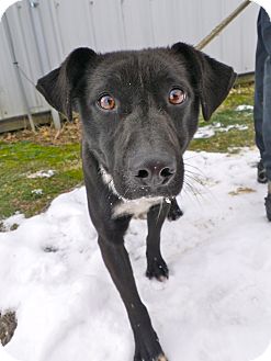Terrier (Unknown Type, Small) Mix Dog for Sale in Brookville, Indiana - Felix Terrier (Unknown Type, Small) Mix Dog for Sale in Brookville, Indiana - Felix
