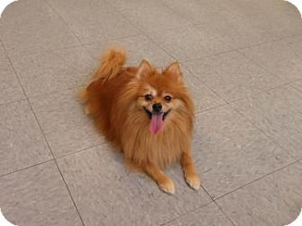 Pomeranian Mix Dog for Sale in Kettering, Ohio - Cuddles Pomeranian Mix Dog for Sale in Kettering, Ohio - Cuddles