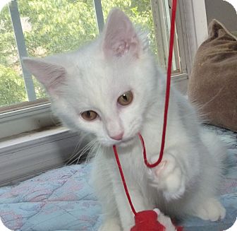 Domestic Longhair Cat for Sale in Stafford, Virginia - Camille Domestic Longhair Cat for Sale in Stafford, Virginia - Camille