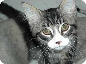 Maine Coon Kitten for Sale in Arlington, Virginia - Percy & PJ Maine Coon Kitten for Sale in Arlington, Virginia - Percy & PJ
