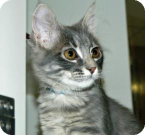 Domestic Shorthair Kitten for Sale in Cheyenne, Wyoming - Apocalypse Domestic Shorthair Kitten for Sale in Cheyenne, Wyoming - Apocalypse