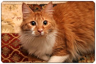 Domestic Mediumhair Cat for Sale in Sterling Heights, Michigan - Holly - ADOPTED! Domestic Mediumhair Cat for Sale in Sterling Heights, Michigan - Holly - ADOPTED!
