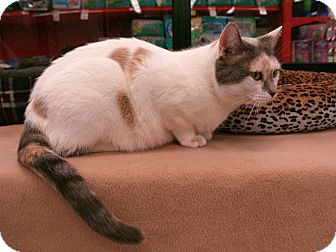 Domestic Shorthair Cat for Sale in Fountain Hills, Arizona - MATILDA Domestic Shorthair Cat for Sale in Fountain Hills, Arizona - MATILDA