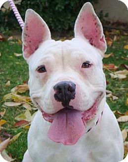American Pit Bull Terrier Mix Dog for Sale in Red Bluff, California - Daisy Mae American Pit Bull Terrier Mix Dog for Sale in Red Bluff, California - Daisy Mae