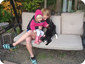 Domestic Shorthair Cat for Sale in Fort Wayne, Indiana - Harrison Domestic Shorthair Cat for Sale in Fort Wayne, Indiana - Harrison
