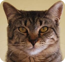 Domestic Shorthair Cat for Sale in Prescott, Arizona - Issadora (Izzy) Domestic Shorthair Cat for Sale in Prescott, Arizona - Issadora (Izzy)
