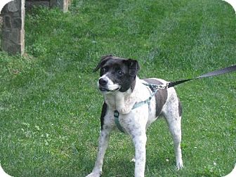 Pointer Beagle Mix