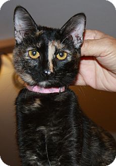 Domestic Shorthair Kitten for Sale in Phoenix, Arizona - Buttercup Domestic Shorthair Kitten for Sale in Phoenix, Arizona - Buttercup