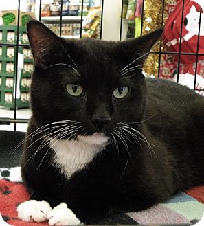 Domestic Shorthair Cat for Sale in Medford, Massachusetts - Spot Domestic Shorthair Cat for Sale in Medford, Massachusetts - Spot