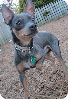 Chihuahua Mix Dog for Sale in Forked River, New Jersey - Steve Chihuahua Mix Dog for Sale in Forked River, New Jersey - Steve