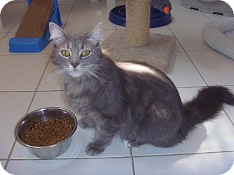 Domestic Mediumhair Cat for Sale in Franklin, New York - Blue Coller Domestic Mediumhair Cat for Sale in Franklin, New York - Blue Coller