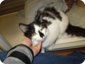 Domestic Mediumhair Cat for Sale in Medina, Ohio - Princess Domestic Mediumhair Cat for Sale in Medina, Ohio - Princess