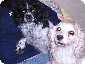 Cocker Spaniel Mix Dog for Sale in New Castle, Pennsylvania - Cocker Spaniel Mix Dog for Sale in New Castle, Pennsylvania -
