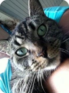 Domestic Shorthair Cat for Sale in Fairborn, Ohio - Cookie Domestic Shorthair Cat for Sale in Fairborn, Ohio - Cookie