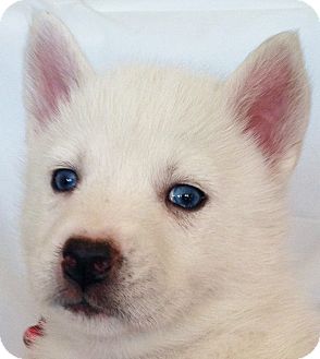 Siberian Husky Puppy for Sale in Thousand Oaks, California - Ruby Siberian Husky Puppy for Sale in Thousand Oaks, California - Ruby