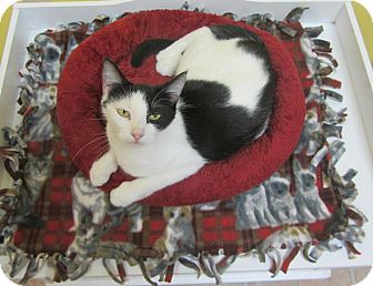 Domestic Shorthair Kitten for Sale in Mobile, Alabama - Phantom Domestic Shorthair Kitten for Sale in Mobile, Alabama - Phantom