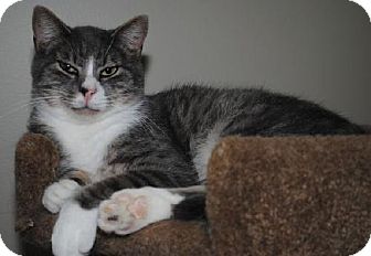 Domestic Shorthair Cat for Sale in Waxhaw, North Carolina - Gordon Domestic Shorthair Cat for Sale in Waxhaw, North Carolina - Gordon