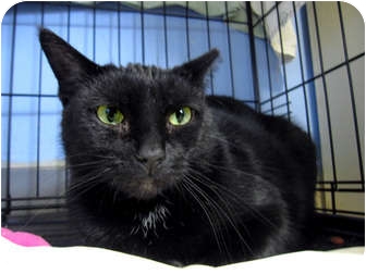Domestic Shorthair Cat for Sale in Chicago, Illinois - Mama Mia Domestic Shorthair Cat for Sale in Chicago, Illinois - Mama Mia