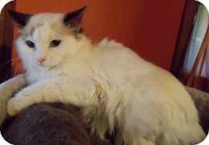 Ragdoll Kitten for Sale in Ennis, Texas - Faida Ragdoll Kitten for Sale in Ennis, Texas - Faida