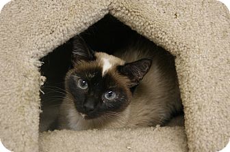 Siamese Cat for Sale in Memphis, Tennessee - Lola Siamese Cat for Sale in Memphis, Tennessee - Lola