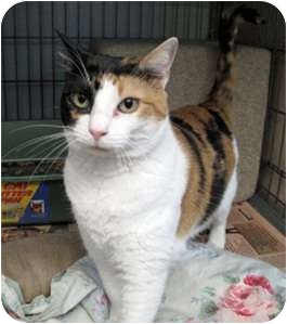 Calico Cat for Sale in New York, New York - Carla Calico Cat for Sale in New York, New York - Carla