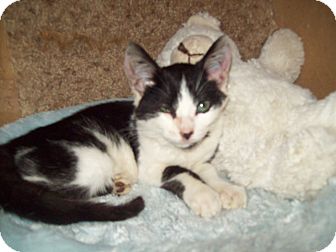 Domestic Shorthair Cat for Sale in Dover, Ohio - Pearl Domestic Shorthair Cat for Sale in Dover, Ohio - Pearl