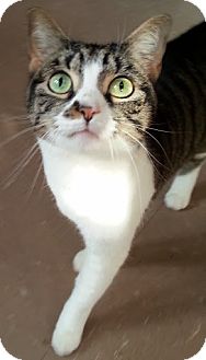 Domestic Mediumhair Cat for Sale in Alexandria, Virginia - Precious Domestic Mediumhair Cat for Sale in Alexandria, Virginia - Precious