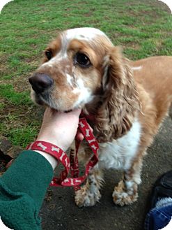 Cocker Spaniel Dog for Sale in Spanaway, Washington - MELLOW Cocker Spaniel Dog for Sale in Spanaway, Washington - MELLOW