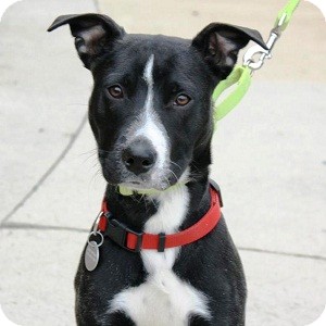 Boston Terrier Mix Dog for Sale in North Wales, Pennsylvania - Murphy Boston Terrier Mix Dog for Sale in North Wales, Pennsylvania - Murphy