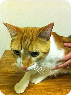 Domestic Shorthair Cat for Sale in Fountain Hills, Arizona - JIMMY (declawed) Domestic Shorthair Cat for Sale in Fountain Hills, Arizona - JIMMY (declawed)
