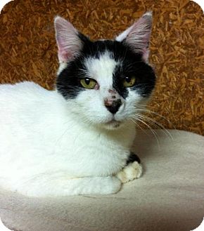Domestic Shorthair Cat for Sale in Plainwell, Michigan - Lucky Boy Domestic Shorthair Cat for Sale in Plainwell, Michigan - Lucky Boy