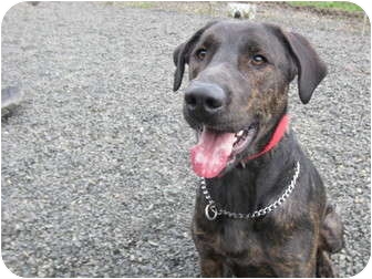 Labrador Retriever Mix Dog for Sale in Tillamook, Oregon - Blaze Labrador Retriever Mix Dog for Sale in Tillamook, Oregon - Blaze