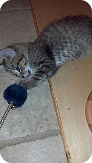 Polydactyl/Hemingway Kitten for Sale in Sterling Hgts, Michigan - Kirk Polydactyl/Hemingway Kitten for Sale in Sterling Hgts, Michigan - Kirk