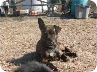 Volunteer Spca Sumter Sc