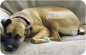 Shepherd (Unknown Type) Mix Dog for Sale in Portsmouth, Rhode Island - Chloe- meet me! Shepherd (Unknown Type) Mix Dog for Sale in Portsmouth, Rhode Island - Chloe- meet me!