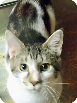 Domestic Shorthair Cat for Sale in Riverhead, New York - Shiloh Boy Domestic Shorthair Cat for Sale in Riverhead, New York - Shiloh Boy