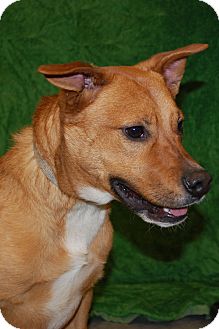 Terrier (Unknown Type, Small) Mix Dog for Sale in London, Kentucky - Boone Terrier (Unknown Type, Small) Mix Dog for Sale in London, Kentucky - Boone