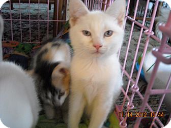 Siamese Kitten for Sale in Riverside, Rhode Island - Redmond, Rourke Siamese Kitten for Sale in Riverside, Rhode Island - Redmond, Rourke