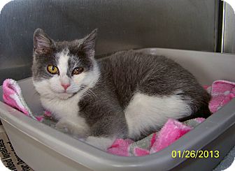 Domestic Shorthair Cat for Sale in Dover, Ohio - Smudge Domestic Shorthair Cat for Sale in Dover, Ohio - Smudge