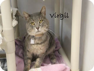 American Shorthair Cat for Sale in Hamilton, Montana - Virgil American Shorthair Cat for Sale in Hamilton, Montana - Virgil