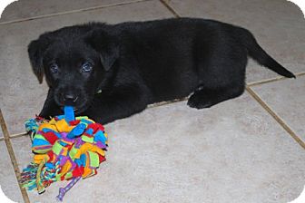 Labrador Retriever/German Shepherd Dog Mix Puppy for Sale in Minneola, Florida - Diesel Labrador Retriever/German Shepherd Dog Mix Puppy for Sale in Minneola, Florida - Diesel