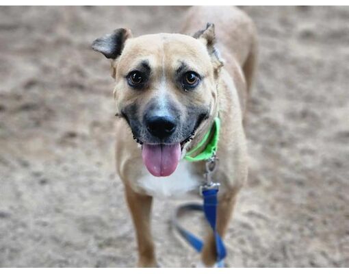 Tucson AZ Labrador Retriever Meet GERONA A Pet For Adoption