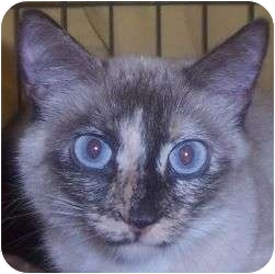 Siamese Cat for Sale in Andover, Kansas - Magdalyn Siamese Cat for Sale in Andover, Kansas - Magdalyn